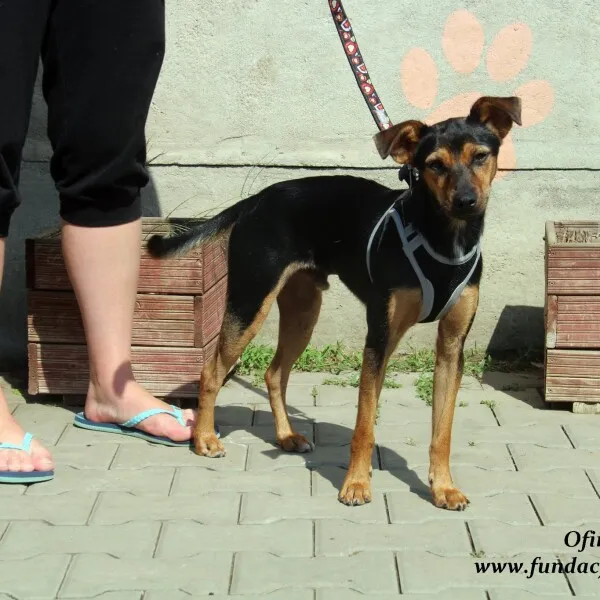 Pies do adopcji, Nowy Dwór Mazowiecki, 2 marca 2022 (2/5)