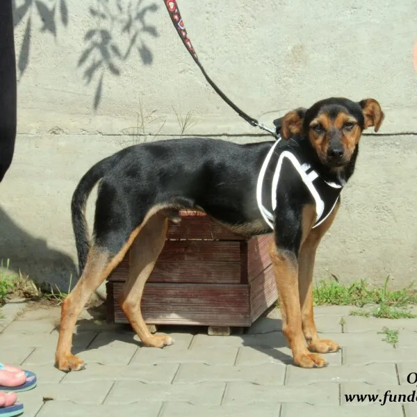 Pies do adopcji, Nowy Dwór Mazowiecki, 2 marca 2022 (3/5)