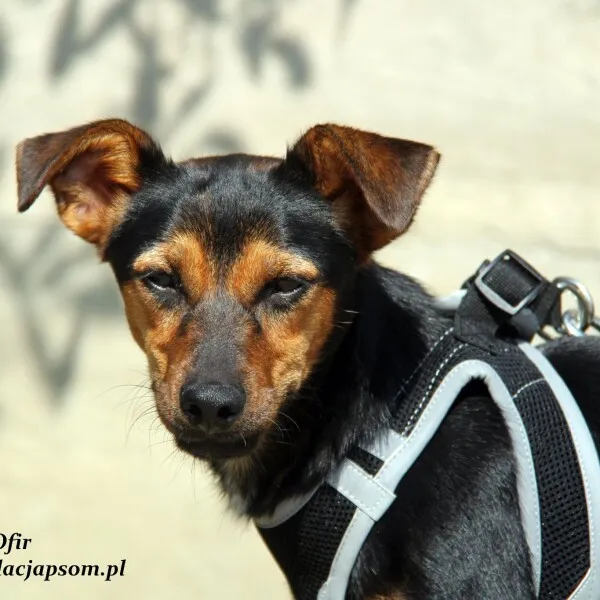 Pies do adopcji, Nowy Dwór Mazowiecki, 2 marca 2022 (4/5)