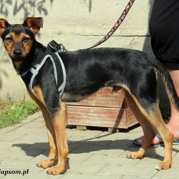 Pies do adopcji, Nowy Dwór Mazowiecki, 2 marca 2022 (5/5)