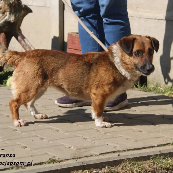 Pies do adopcji, Nowy Dwór Mazowiecki, 23 lutego 2022 (1/5)