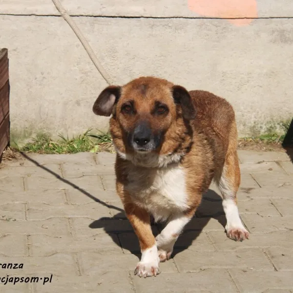 Pies do adopcji, Nowy Dwór Mazowiecki, 23 lutego 2022 (5/5)