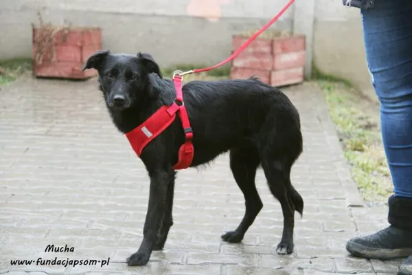 Pies do adopcji, Nowy Dwór Mazowiecki, 8 lutego 2022 (1/5)
