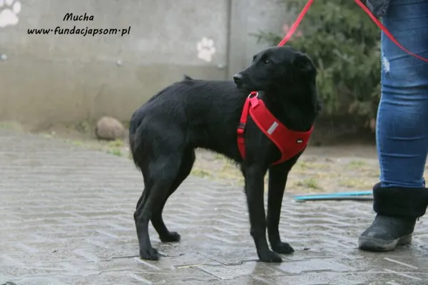 Pies do adopcji, Nowy Dwór Mazowiecki, 8 lutego 2022 (3/5)