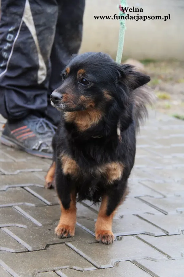 Pies do adopcji, Nowy Dwór Mazowiecki, 6 lutego 2022 (2/5)