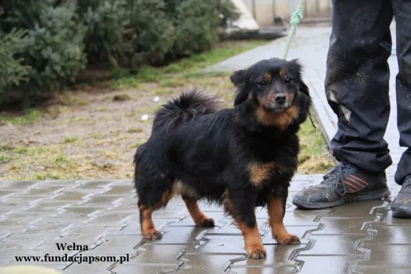 Pies do adopcji, Nowy Dwór Mazowiecki, 6 lutego 2022 (4/5)