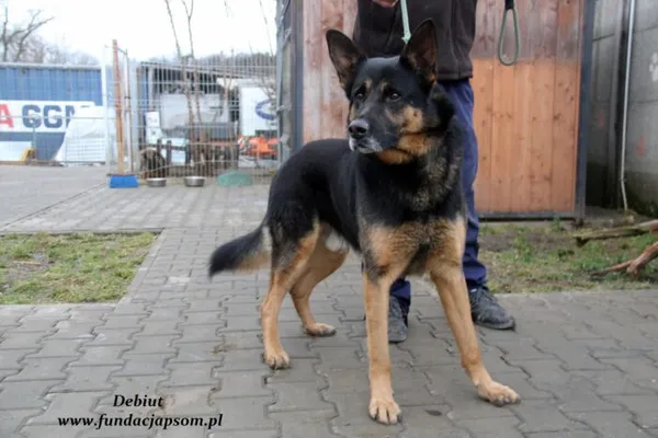 Pies do adopcji, Nowy Dwór Mazowiecki, 26 stycznia 2022 (4/5)