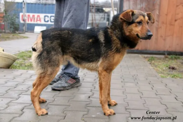 Pies do adopcji, Nowy Dwór Mazowiecki, 27 stycznia 2022 (1/5)