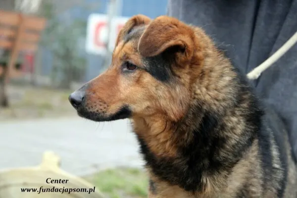 Pies do adopcji, Nowy Dwór Mazowiecki, 27 stycznia 2022 (3/5)