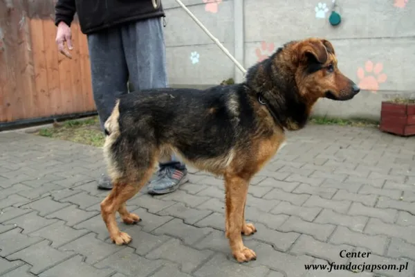Pies do adopcji, Nowy Dwór Mazowiecki, 27 stycznia 2022 (4/5)