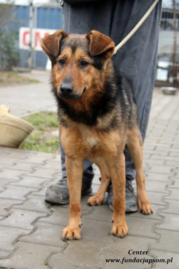 Pies do adopcji, Nowy Dwór Mazowiecki, 27 stycznia 2022 (5/5)