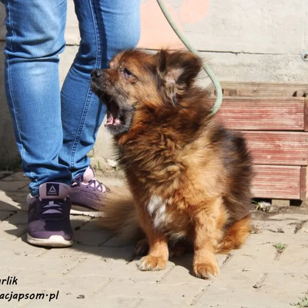 Pies do adopcji, Nowy Dwór Mazowiecki, 18 stycznia 2022 (2/5)