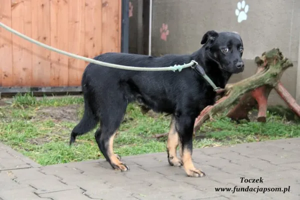Pies do adopcji, Nowy Dwór Mazowiecki, 2 stycznia 2022 (4/5)
