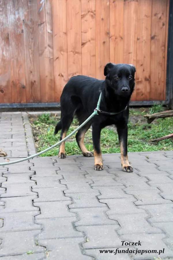 Pies do adopcji, Nowy Dwór Mazowiecki, 2 stycznia 2022 (5/5)