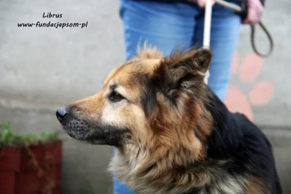 Pies do adopcji, Nowy Dwór Mazowiecki, 2 grudnia 2021 (3/5)