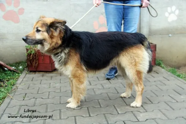 Pies do adopcji, Nowy Dwór Mazowiecki, 2 grudnia 2021 (4/5)