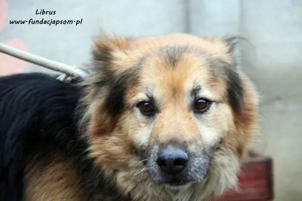 Pies do adopcji, Nowy Dwór Mazowiecki, 2 grudnia 2021 (5/5)