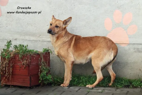 Pies do adopcji, Nowy Dwór Mazowiecki, 25 listopada 2021 (1/5)