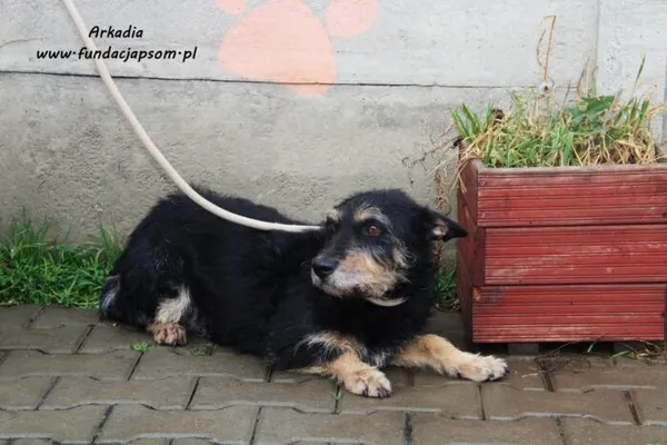 Pies do adopcji, Nowy Dwór Mazowiecki, 18 listopada 2021 (5/5)