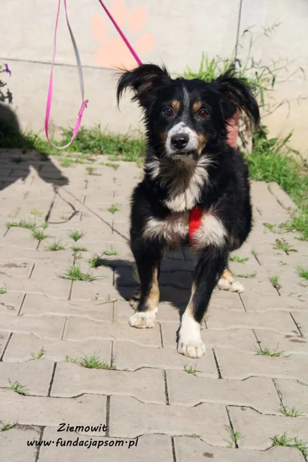 Pies do adopcji, Nowy Dwór Mazowiecki, 30 września 2021 (2/5)