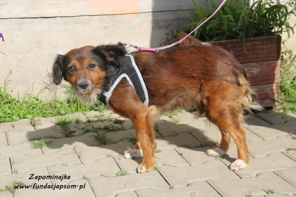 Pies do adopcji, Nowy Dwór Mazowiecki, 30 września 2021 (2/5)