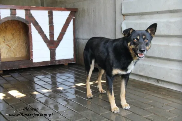 Pies do adopcji, Nowy Dwór Mazowiecki, 6 września 2021 (4/5)
