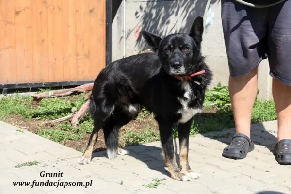 Pies do adopcji, Nowy Dwór Mazowiecki, 29 czerwca 2021 (5/5)
