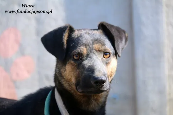 Pies do adopcji, Nowy Dwór Mazowiecki, 9 czerwca 2021 (1/5)