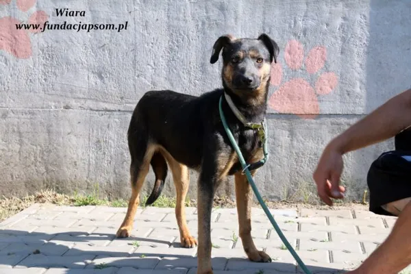 Pies do adopcji, Nowy Dwór Mazowiecki, 9 czerwca 2021 (2/5)