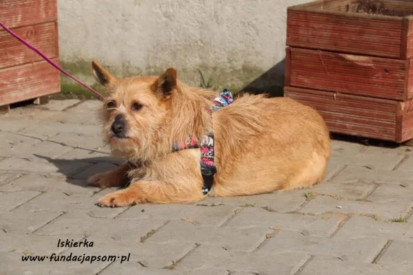 Pies do adopcji, Nowy Dwór Mazowiecki, 2 kwietnia 2021 (3/5)