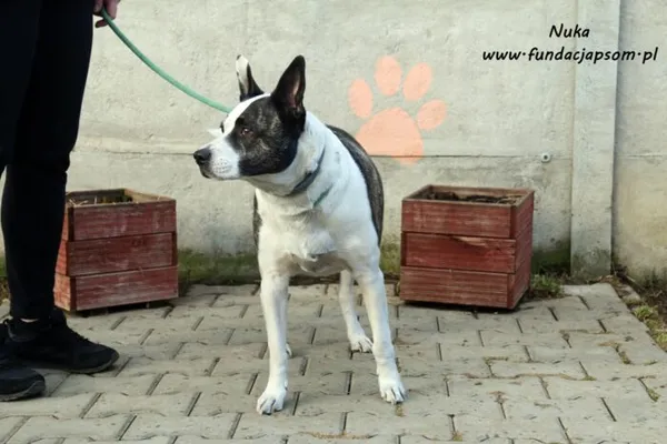 Pies do adopcji, Nowy Dwór Mazowiecki, 16 marca 2021 (5/5)