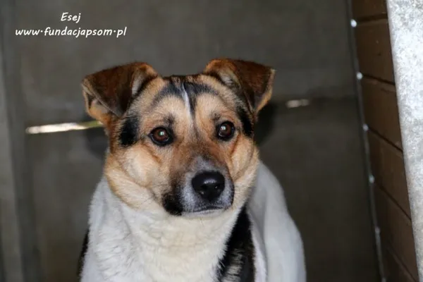 Pies do adopcji, Nowy Dwór Mazowiecki, 24 lutego 2021 (4/5)