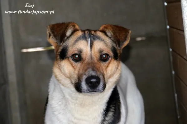 Pies do adopcji, Nowy Dwór Mazowiecki, 24 lutego 2021 (5/5)