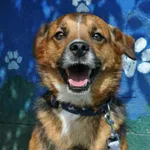 Pies do adopcji