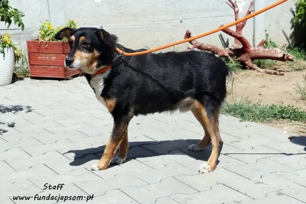 Pies do adopcji, Nowy Dwór Mazowiecki, 29 czerwca 2019 (1/5)
