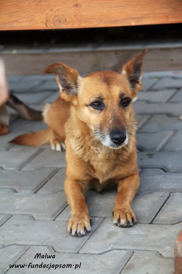 Pies do adopcji, Nowy Dwór Mazowiecki, 22 czerwca 2019 (3/5)