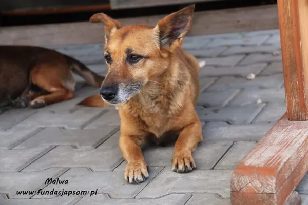 Pies do adopcji, Nowy Dwór Mazowiecki, 22 czerwca 2019 (4/5)