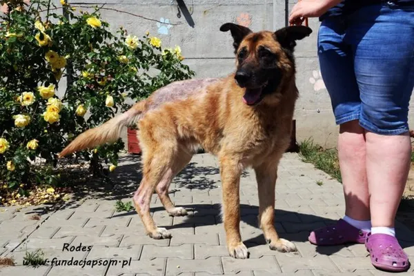 Pies do adopcji, Nowy Dwór Mazowiecki, 9 czerwca 2019 (3/5)