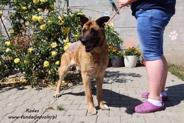 Pies do adopcji, Nowy Dwór Mazowiecki, 9 czerwca 2019 (5/5)
