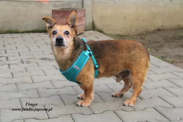 Pies do adopcji, Nowy Dwór Mazowiecki, 30 maja 2019 (1/5)
