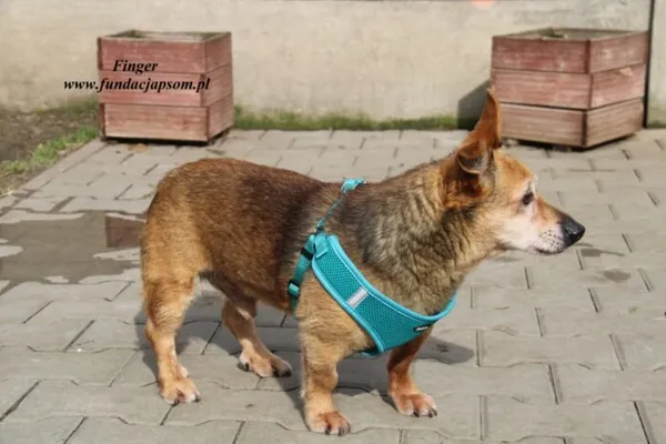 Pies do adopcji, Nowy Dwór Mazowiecki, 30 maja 2019 (3/5)