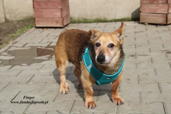 Pies do adopcji, Nowy Dwór Mazowiecki, 30 maja 2019 (4/5)