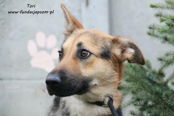 Pies do adopcji, Nowy Dwór Mazowiecki, 19 listopada 2018 (5/5)