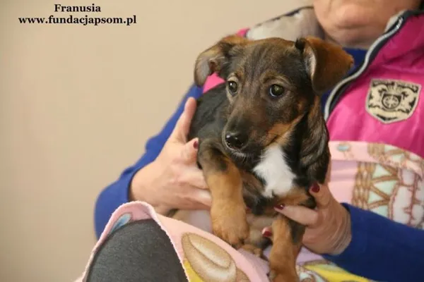 Pies do adopcji, Nowy Dwór Mazowiecki, 7 lutego 2018 (2/5)