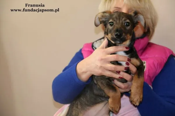 Pies do adopcji, Nowy Dwór Mazowiecki, 7 lutego 2018 (3/5)