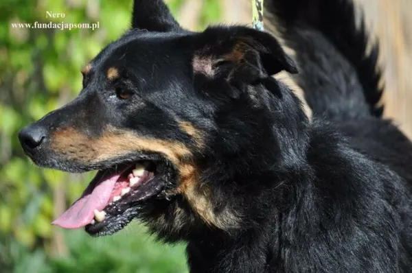 Pies do adopcji, Nowy Dwór Mazowiecki, 16 września 2015 (3/5)