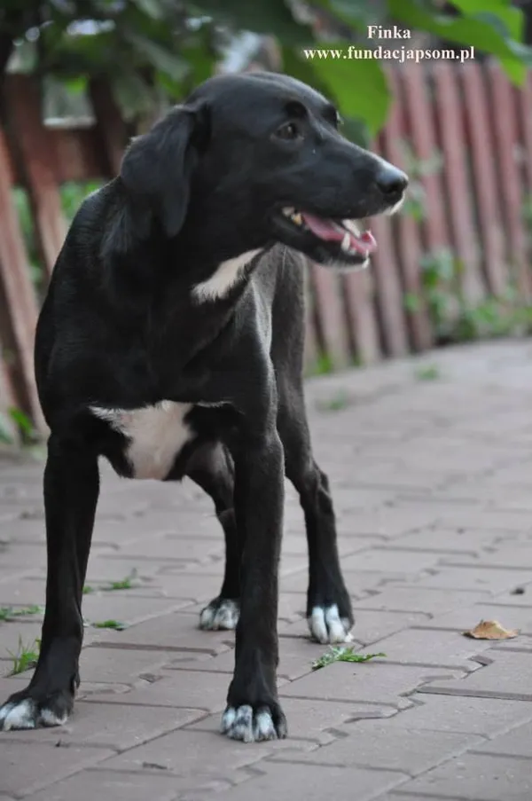 Pies do adopcji, Nowy Dwór Mazowiecki, 7 sierpnia 2015 (3/5)