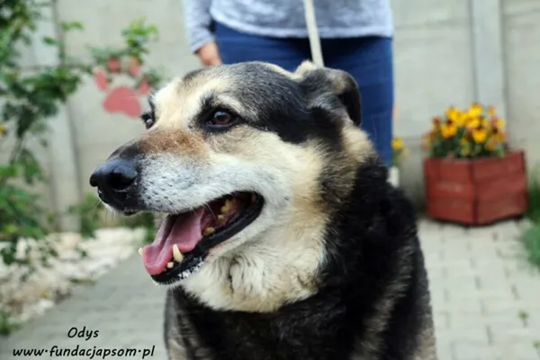 Pies do adopcji, Nowy Dwór Mazowiecki, 26 lipca 2014 (1/5)