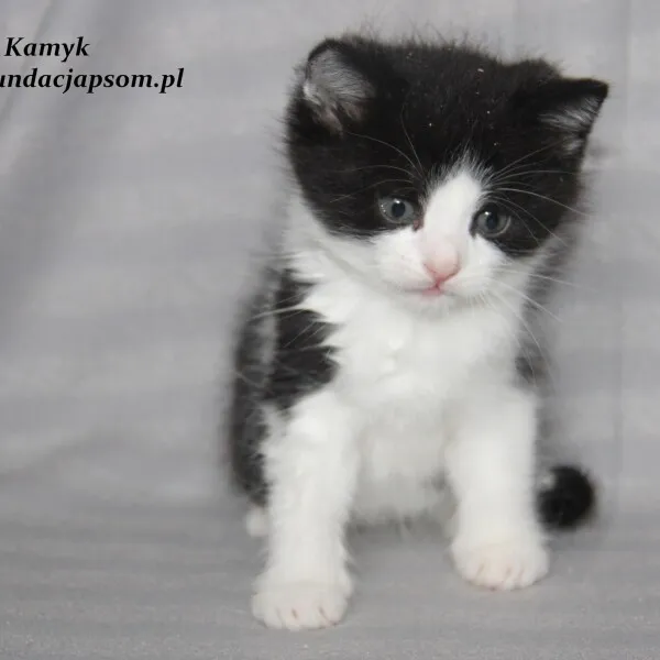 Kot do adopcji, Nowy Dwór Mazowiecki, 1 listopada 2022 (1/5)