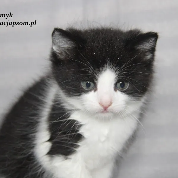 Kot do adopcji, Nowy Dwór Mazowiecki, 1 listopada 2022 (3/5)